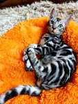 КОРОЛЕВСКИЕ-  Бенгальские котята для Вас!