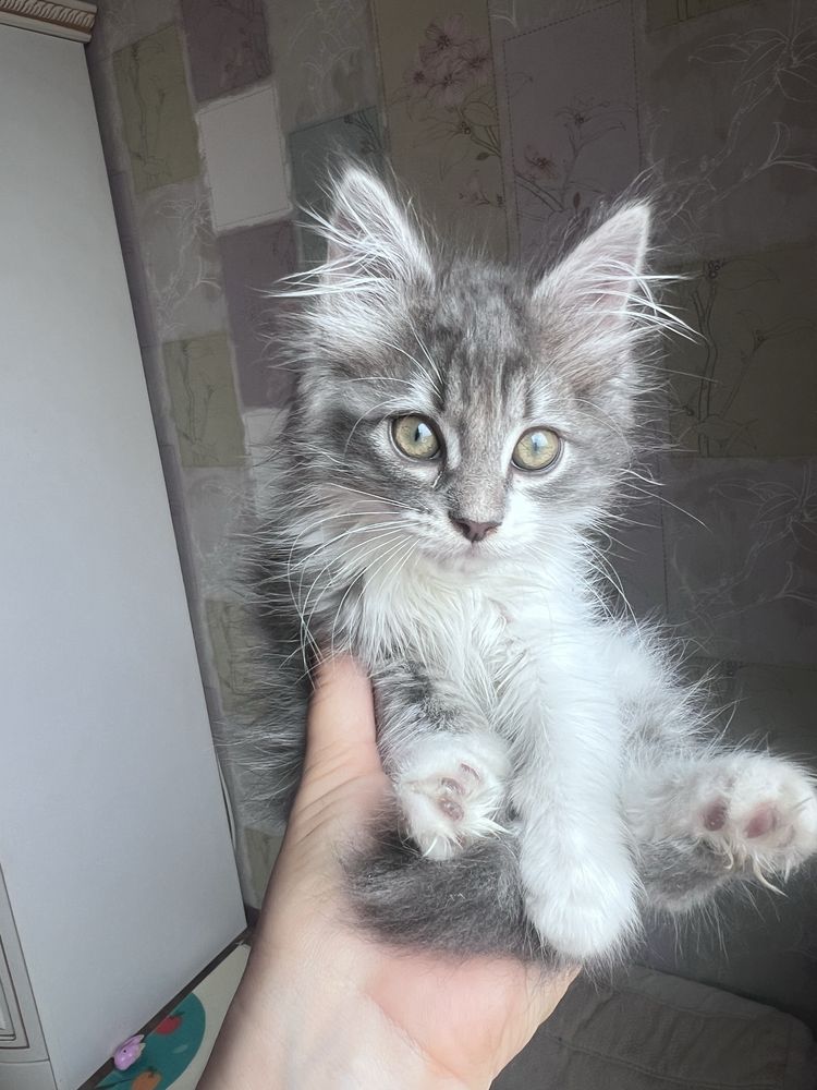 Котят в добрые руки бесплатно