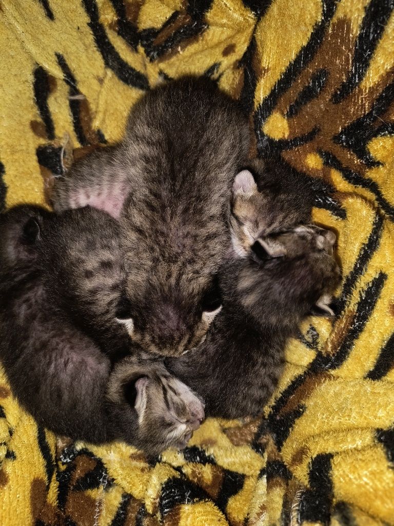 Отдам котят бесплатно