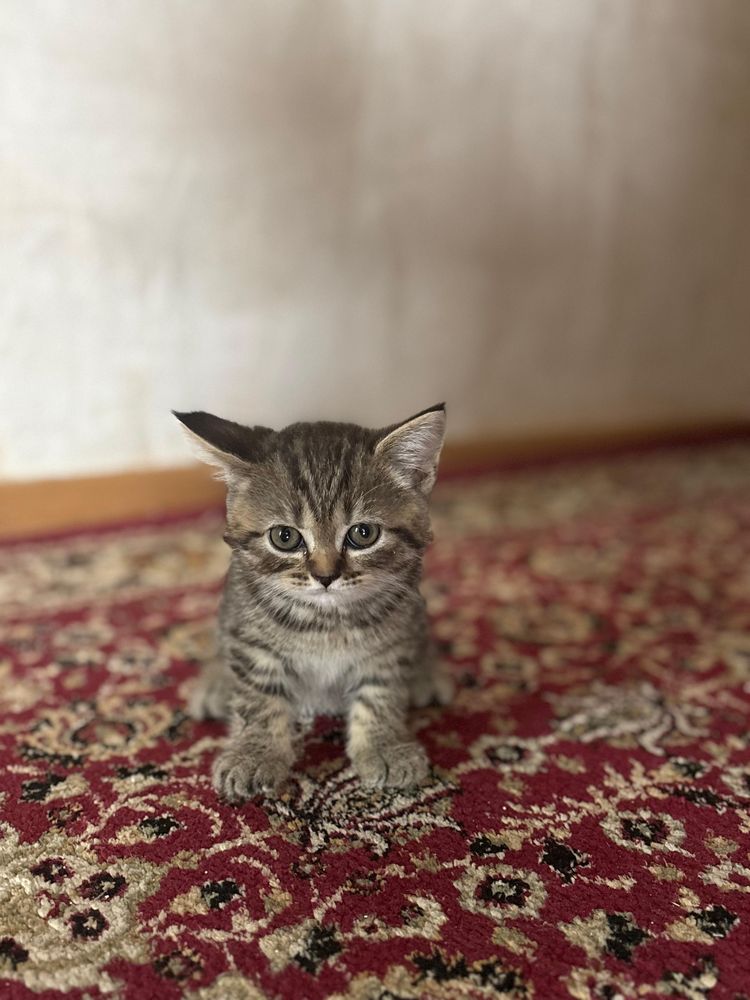 Продам милых игрвых котят