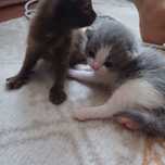 Котята с кошкой.