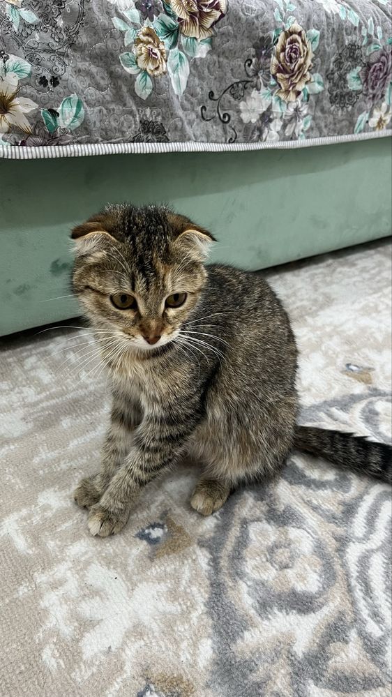Шотландская вислоухая кошка