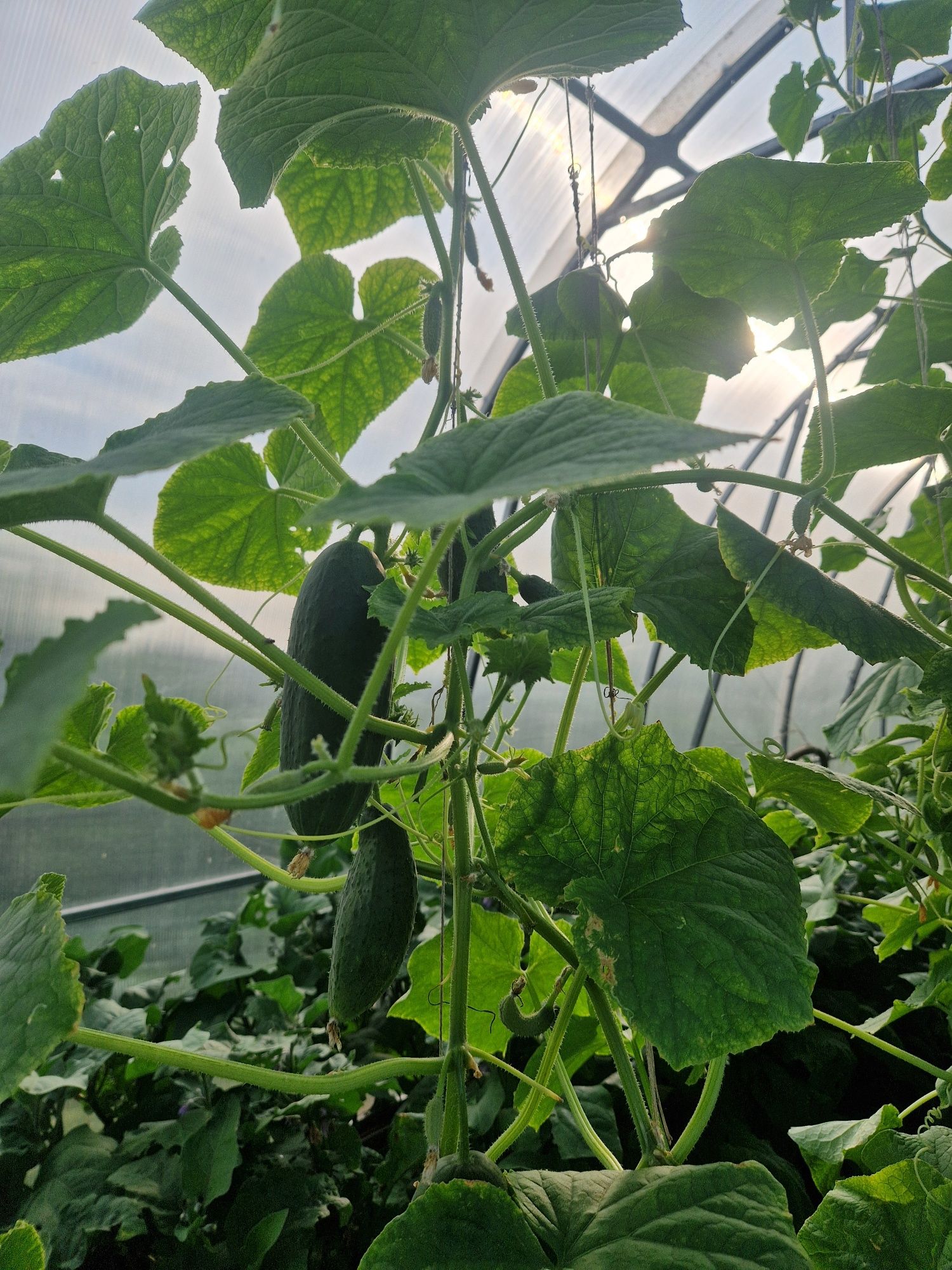 Продам домашние огурцы