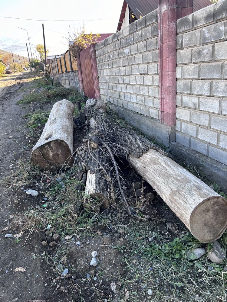 Ағаш сатам срочна