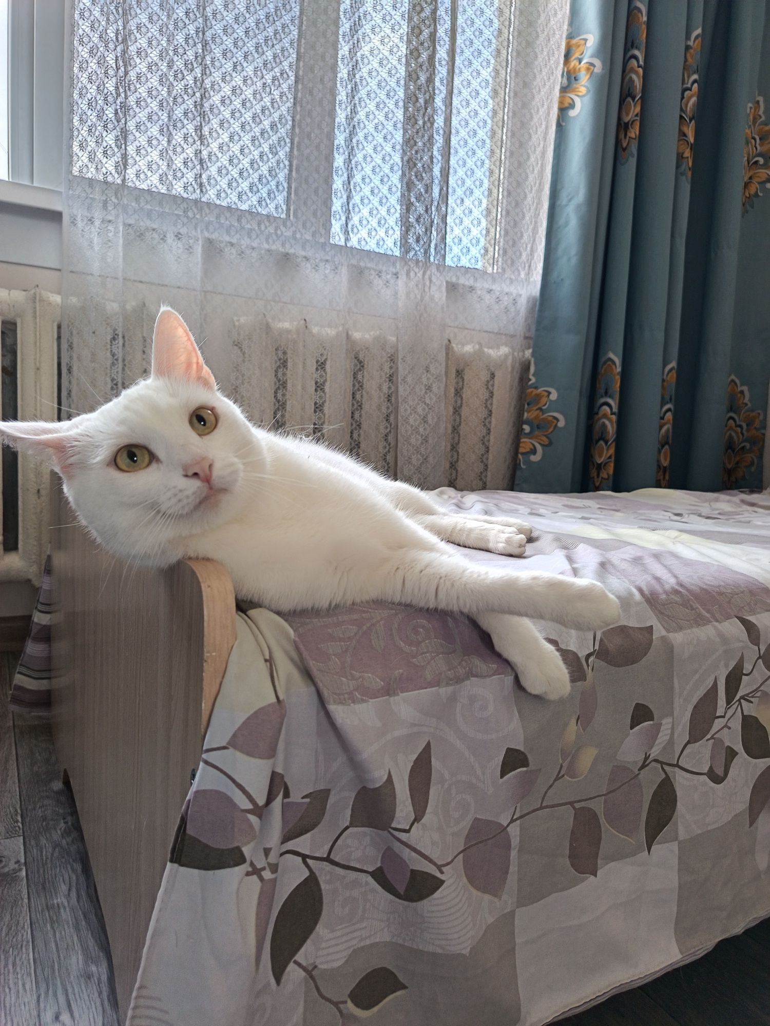 Кошка ходит на унитаз, котёнок бесплатно