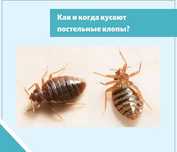 Дезинфекция клопов,дезинсекция любых насекомых. Гарантия