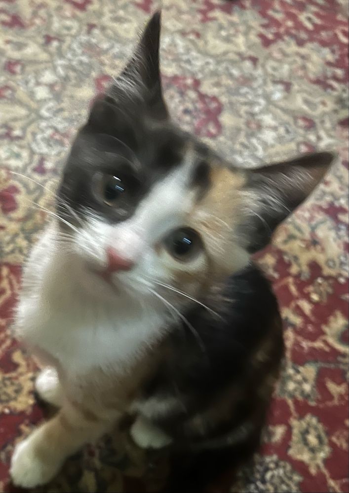 Котёнок ищет хозяев