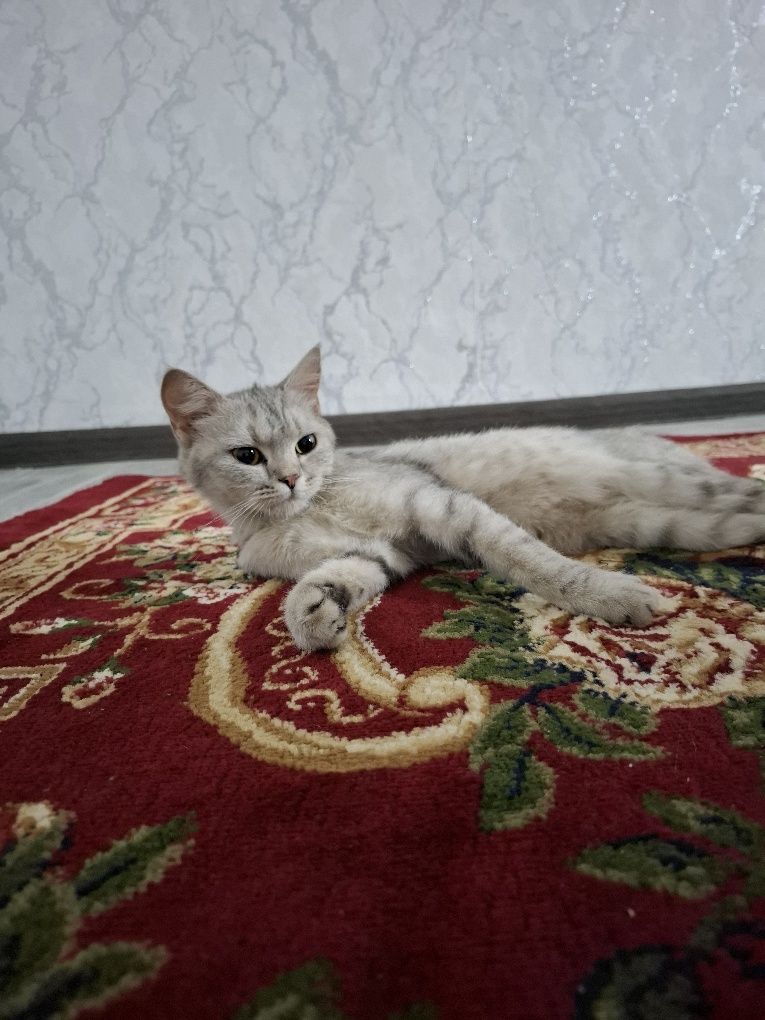 Кошка  Бурмилла девочка