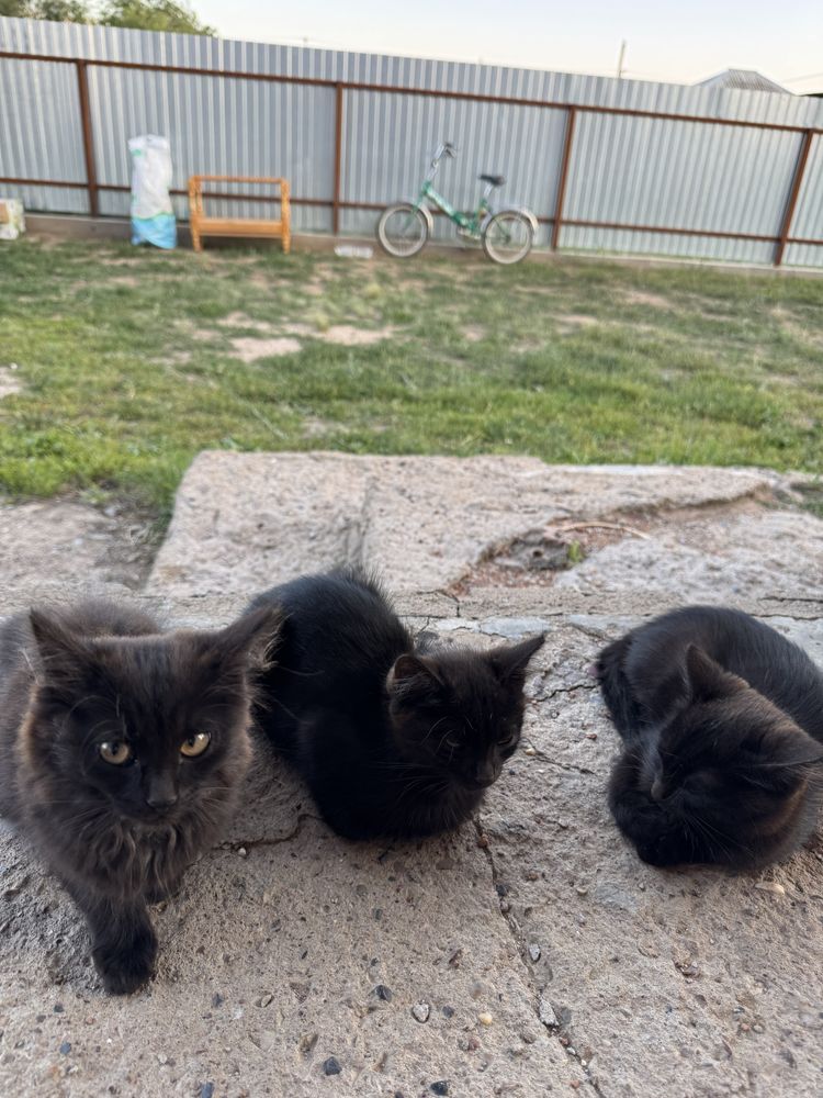 Отдам котят в добрые руки!