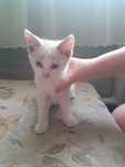 Отдам котёнка, девочка