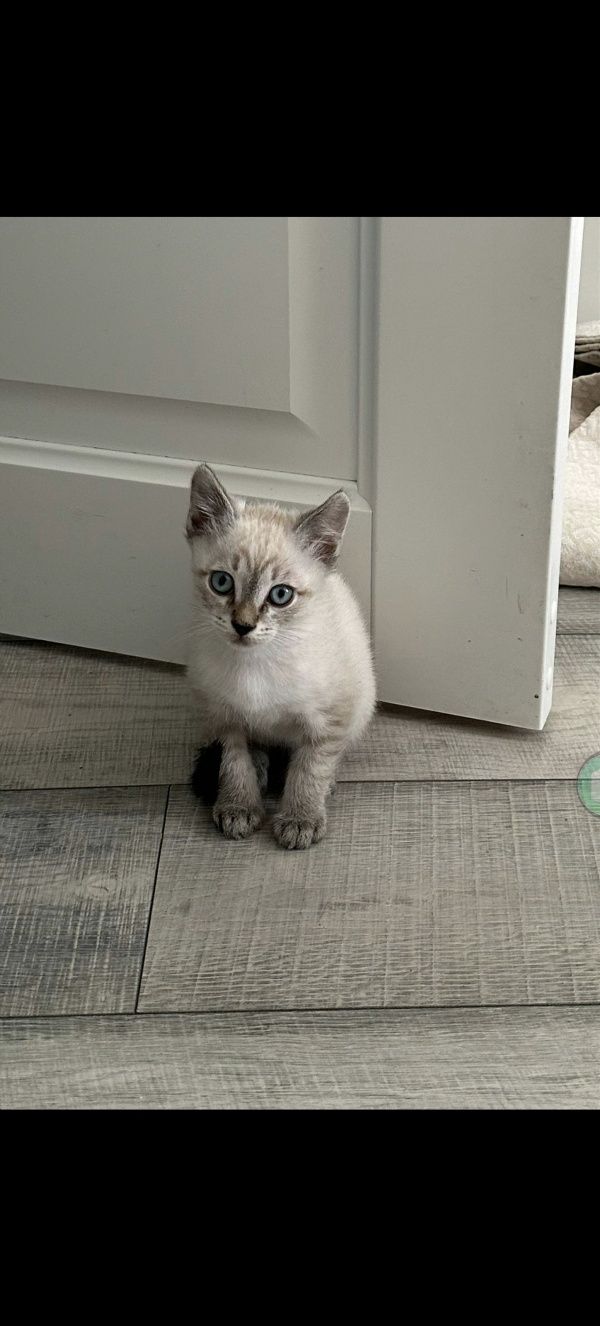 Котята пушистые  послушные кот и кошка