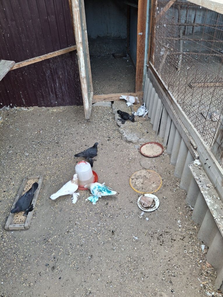 Продам голубей разных мастей