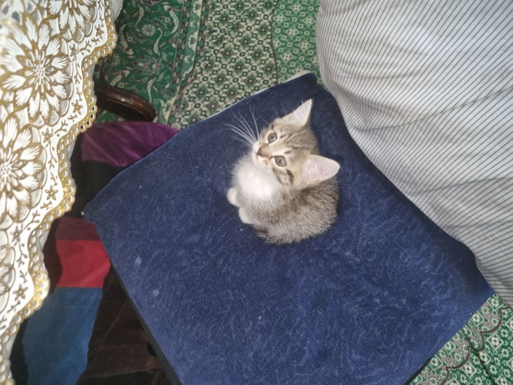 Кот и кошка 3 месяца