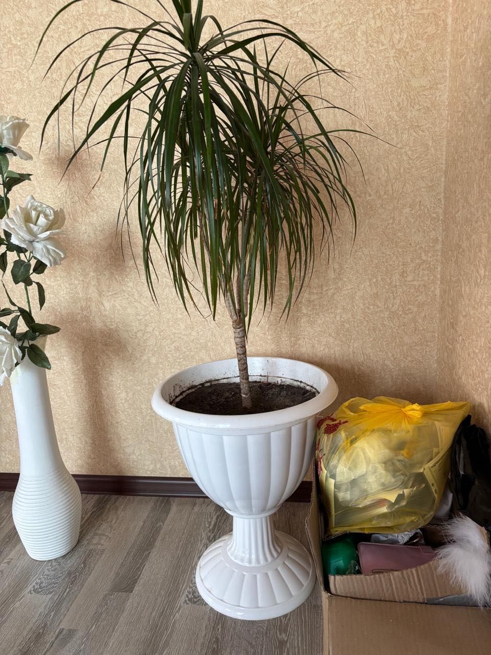 Комнатные растения