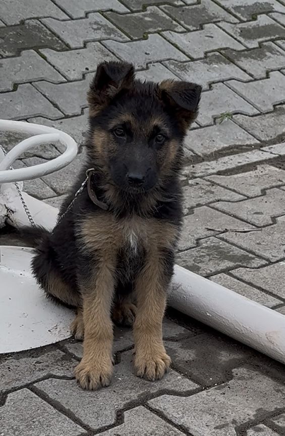 Продам немецкую овчарку (мальчик)