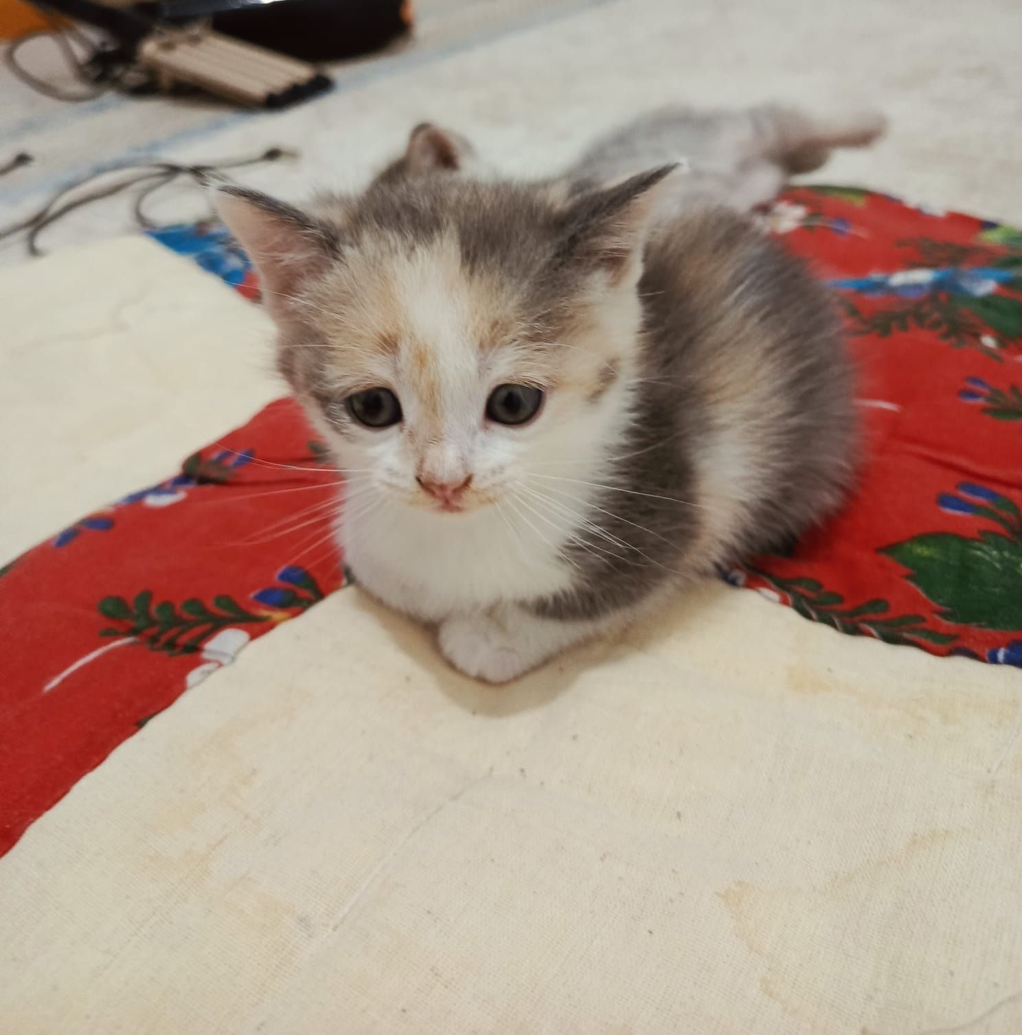 Шотладские котята
