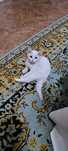 Отдам девочку котенка