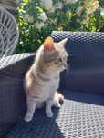 Дарю стерилизованную кошку, кошечка, котенок