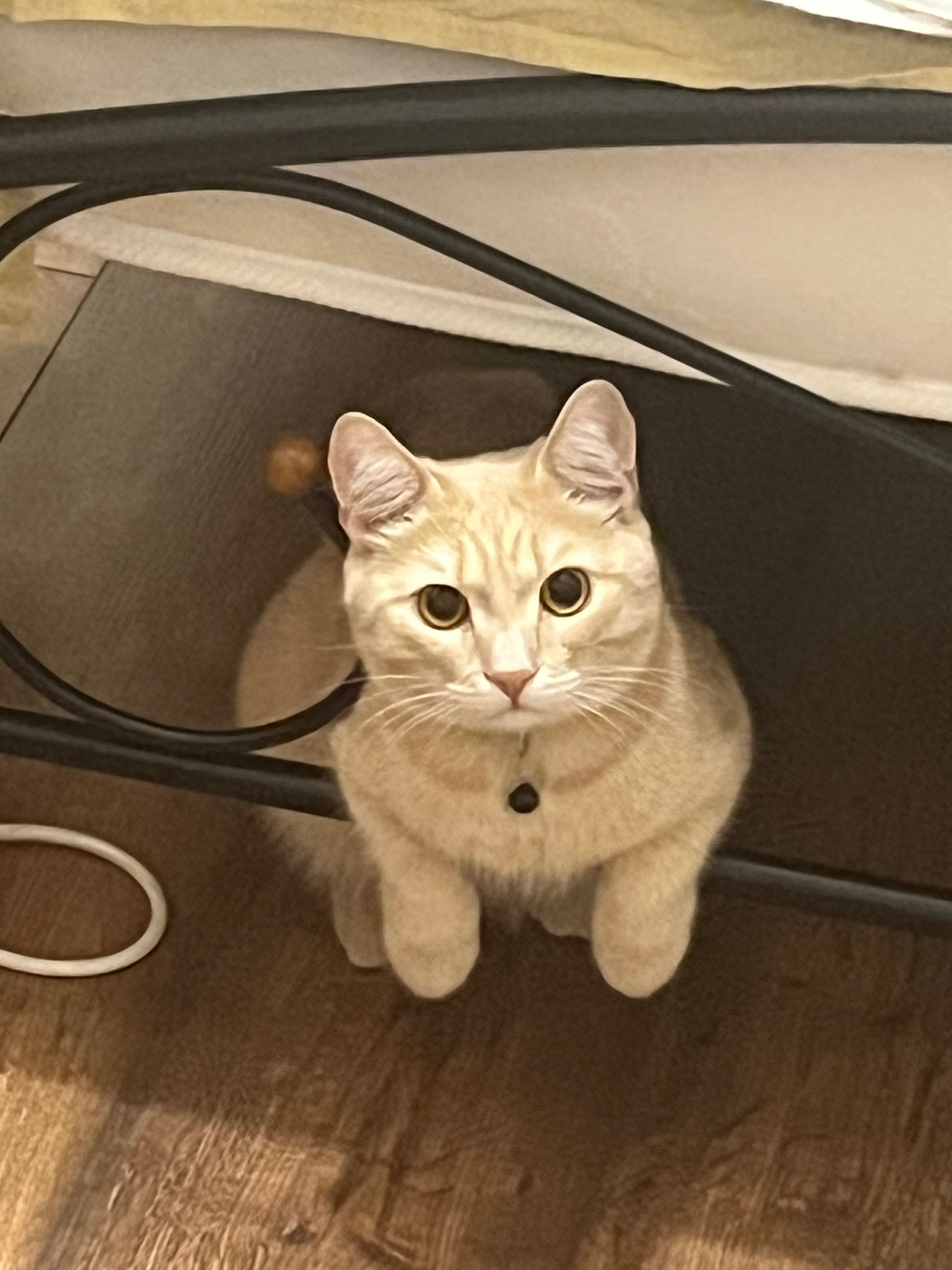Отдам кота в добрые руки