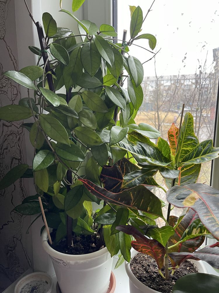 Продам цветы ХОЙЯ, филодендрон , Диффенбахия и т.д