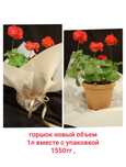 Цветы в школу,для дома , недорого,в новых горшках