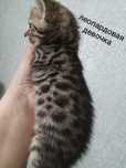 Котёнок девочка в добрые руки
