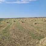 Сено суданки в тюках в ближнем пригороде Алматы. 550тг в наличии 1500т