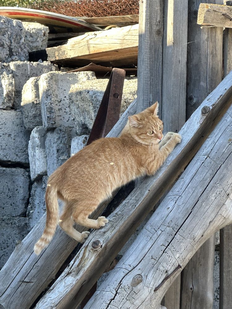 Котята в добрые руки (Кокшетау, Зеренда)