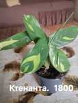 Продам комнатные растения