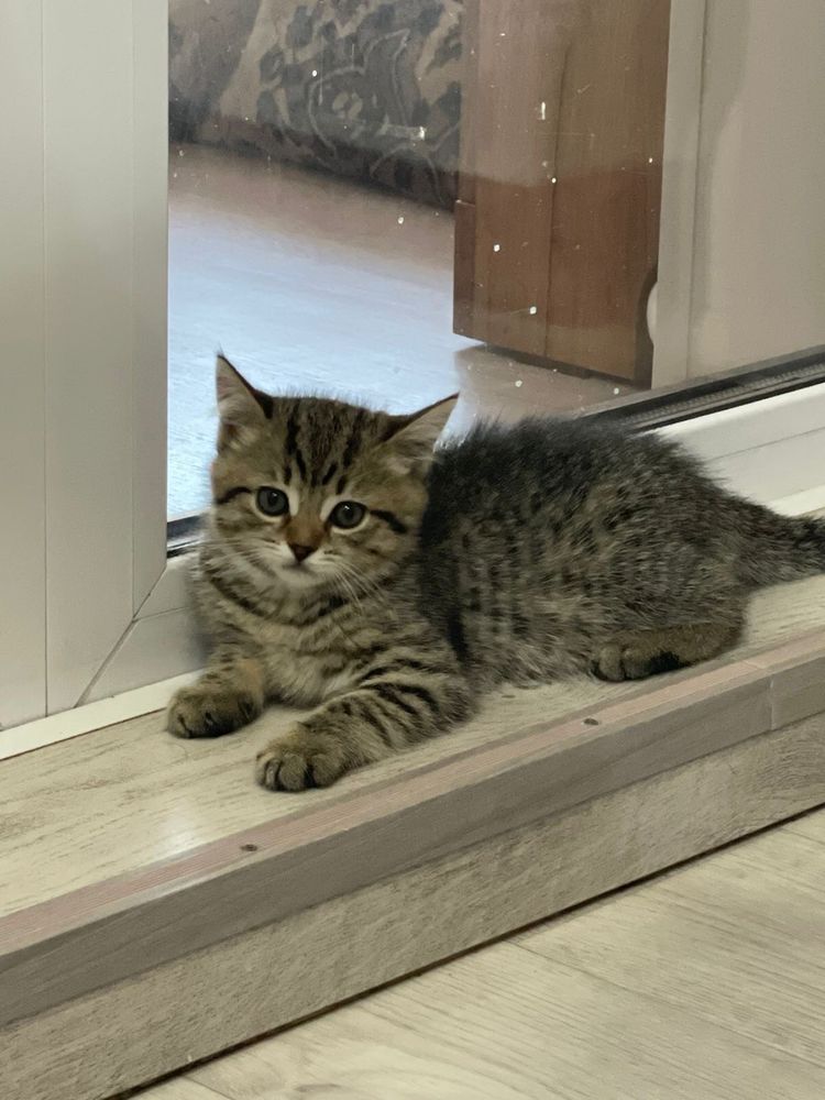 Котята два месяца