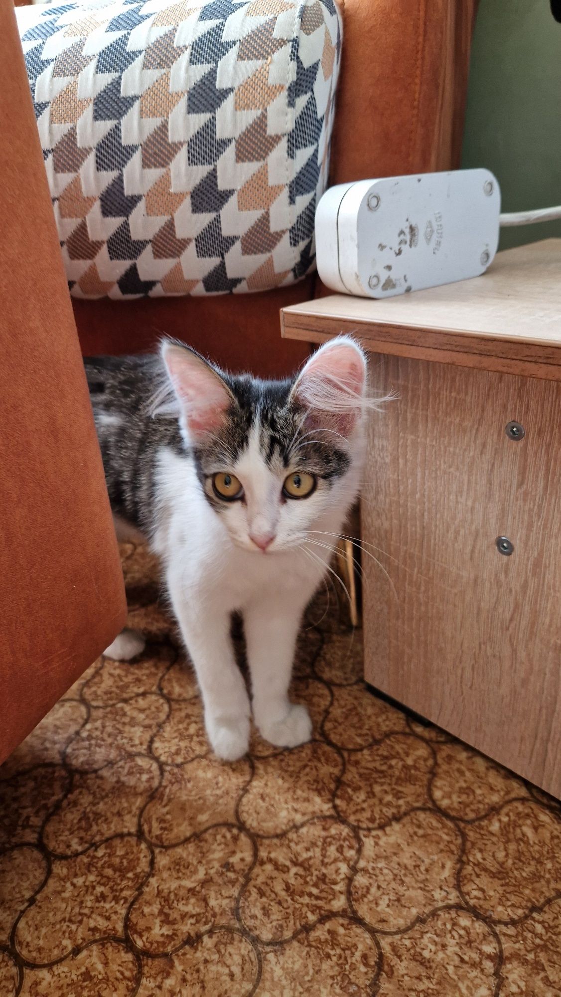 Котёнок девочка месяца 3-4