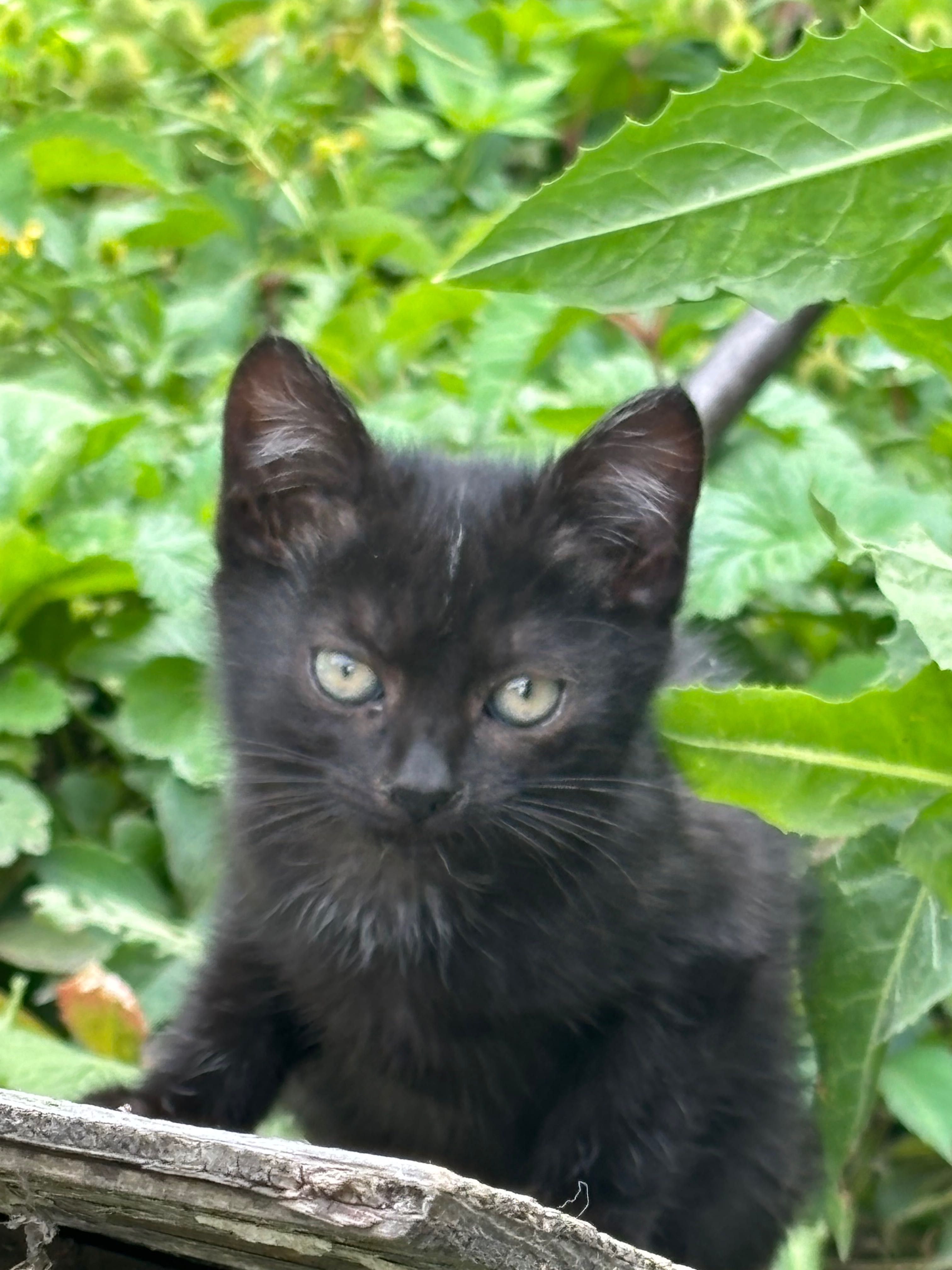 Котенок!Отдам в хорошие руки!