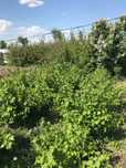 Продам дачу на массиве Мурат