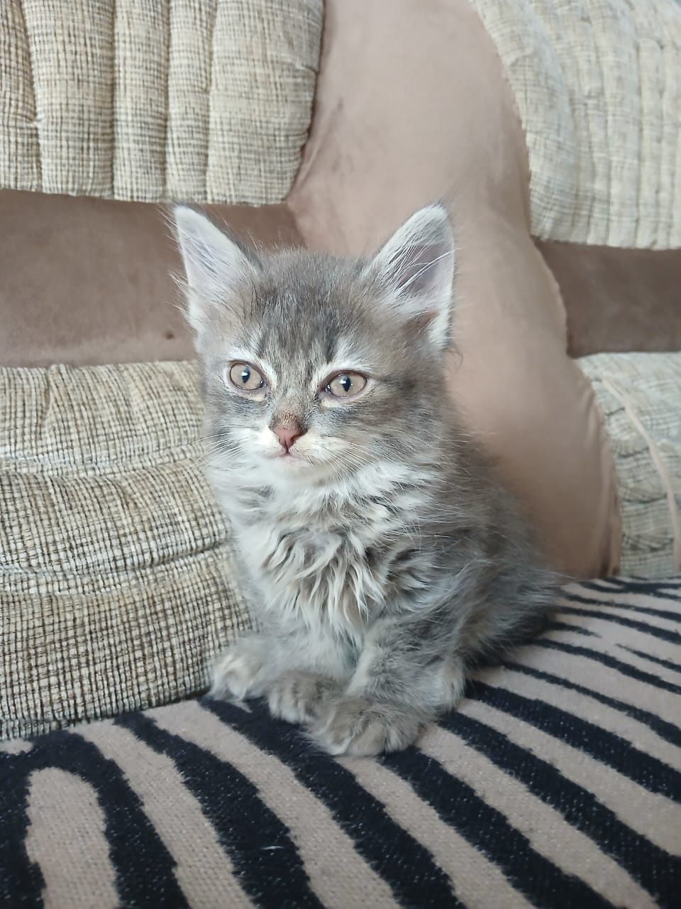 Кошечка 2 месяца