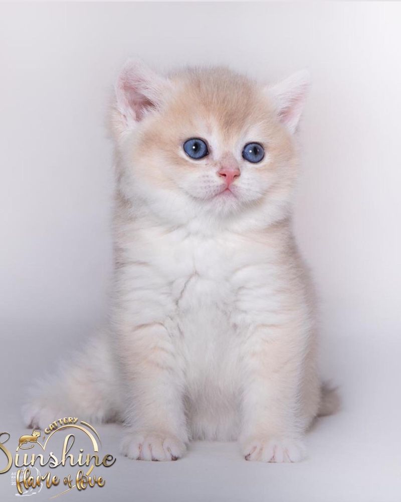 Котятки шиншилловые британские