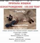 Прошу вернуть кошку за вознаграждение 100.000