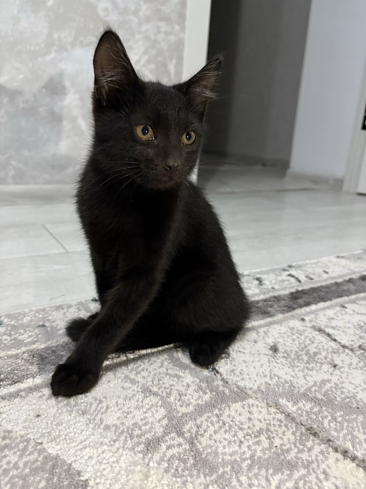 Котята.Отдам в хорошие руки