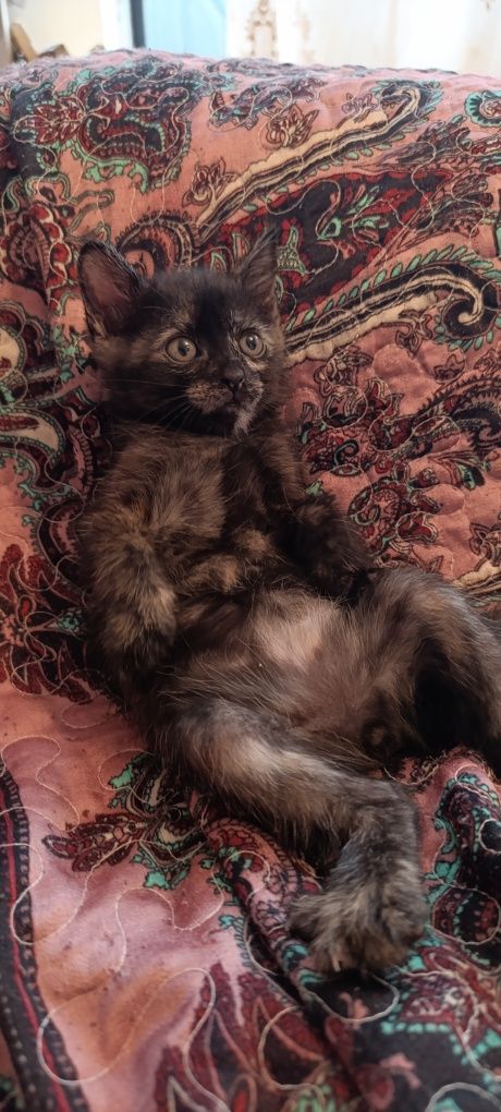 Котята. 1. 5 мес