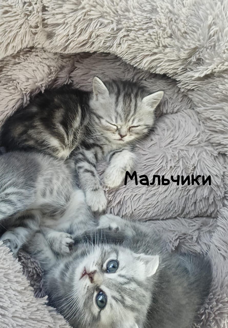 Продам шотландских котят