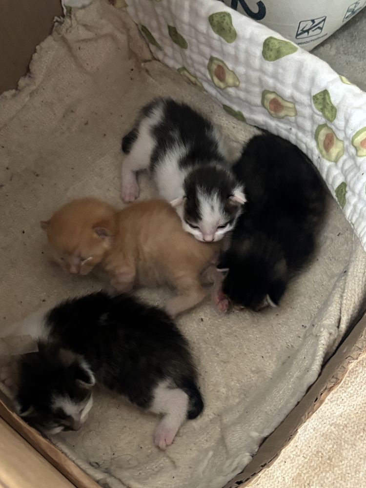 Котята котенок