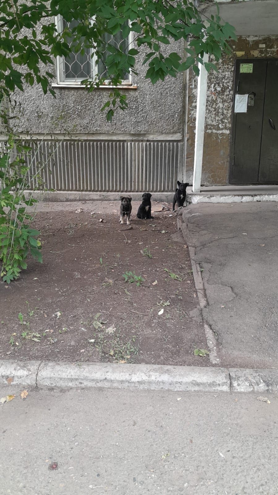 Щенки ищут свой дом!