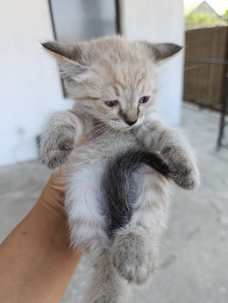 Котята сиамские и тигровый в хорошие руки