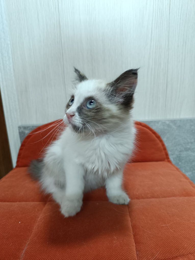Голубоглазая кошечка, 1,5 месяца