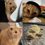 Кошка по имени Персик