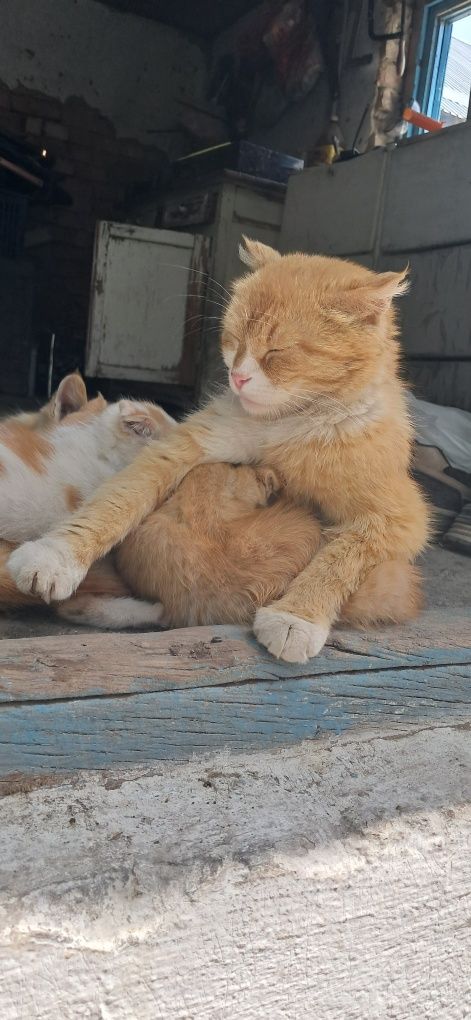 Котята мама скотиш фолд вислоухи