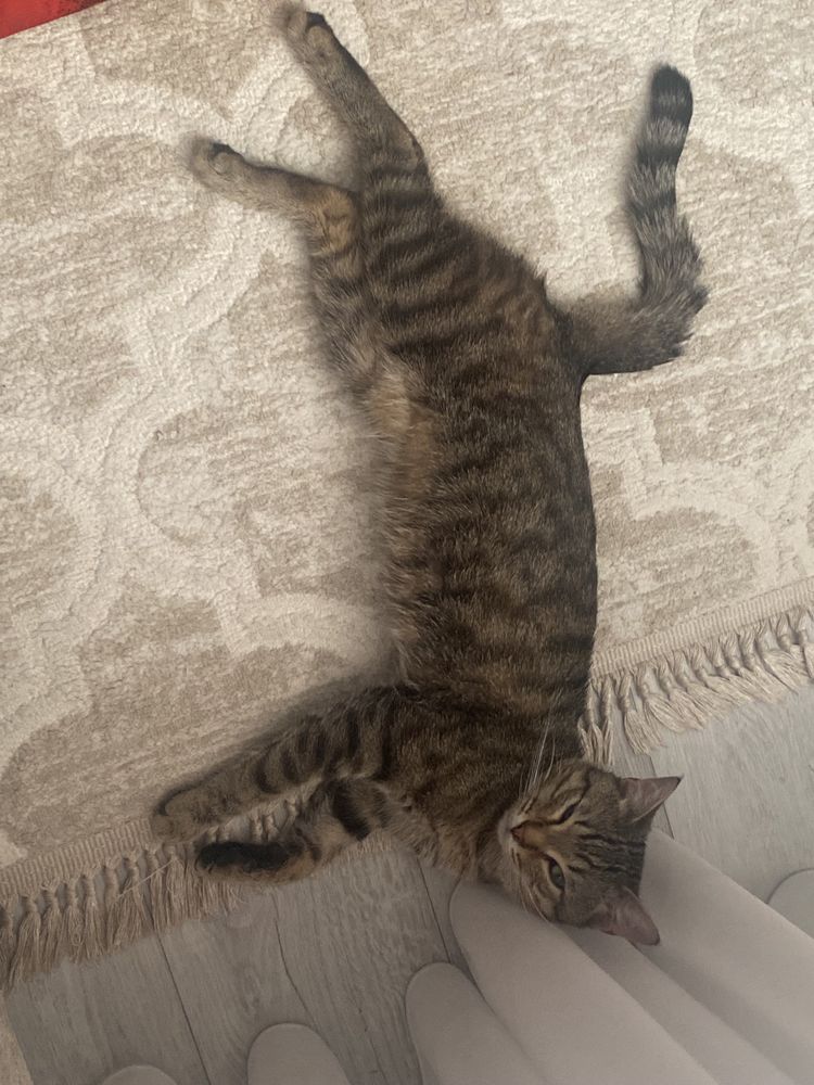 Пропао кот в районе Москва