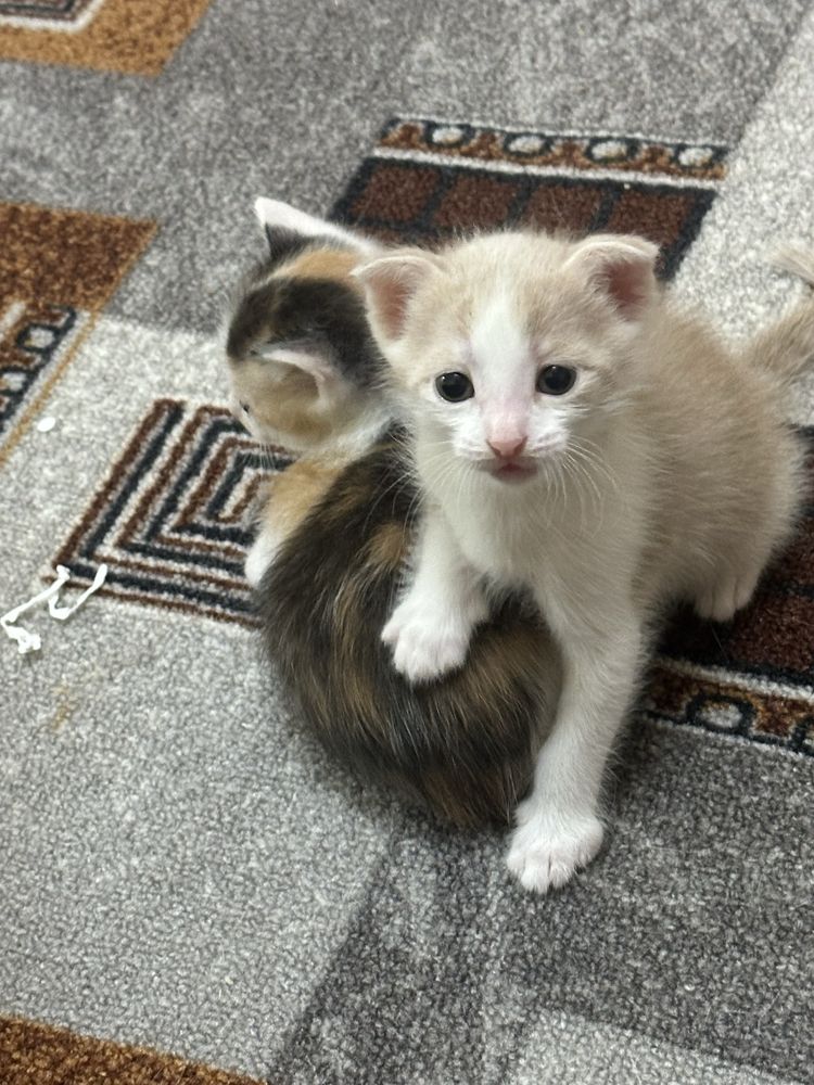 Котята вислоухие