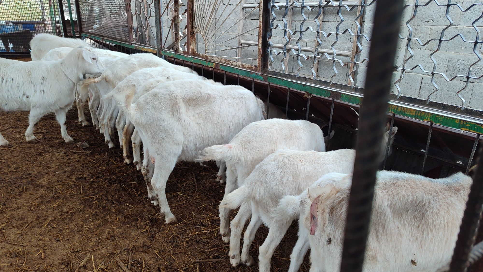 Продам коз заанинской породы (голландская)