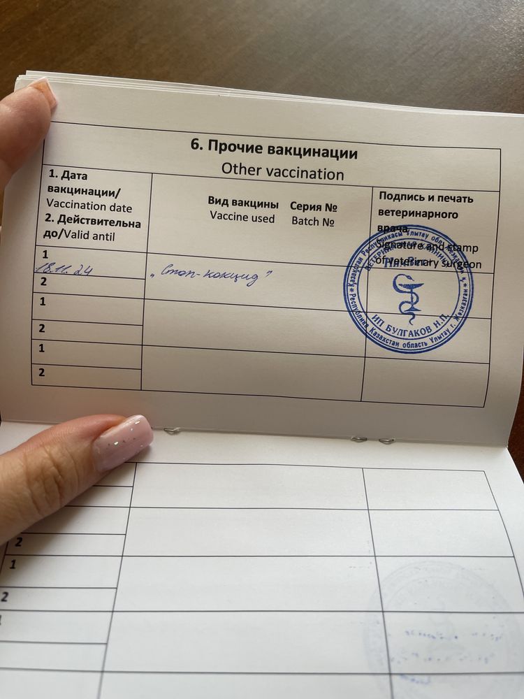 Кролик карликовый, вислоухий.