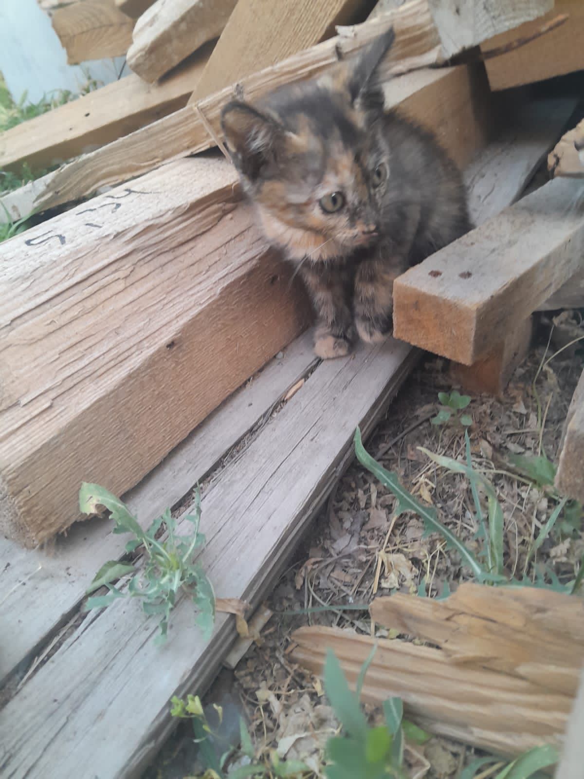 Отдам котят в хорошие руки бесплатно
